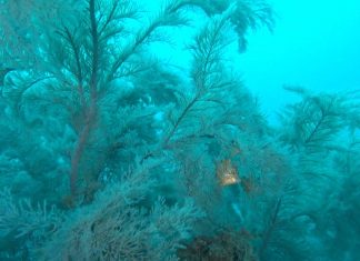 제주도에 사는 쥐치중에 가장 귀여운 그물코 쥐치