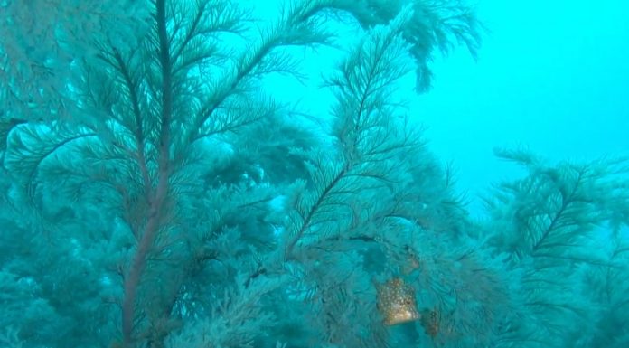 제주도에 사는 쥐치중에 가장 귀여운 그물코 쥐치