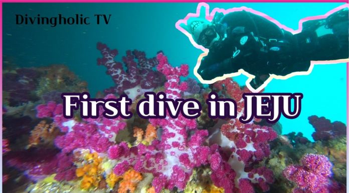 어서와 제주도 스쿠버 다이빙은 처음이지?