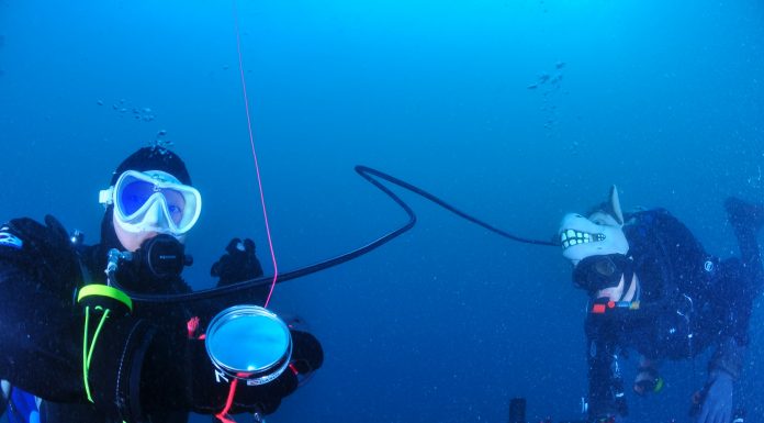 옥토 관리와 버디에게 옥토를 줄때 주의사항 팁