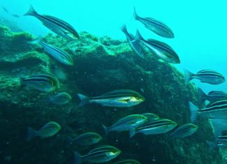 거제 먼바다 섬 홍도에서 만난 벤자리 떼