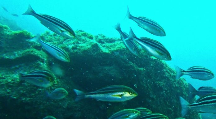 거제 먼바다 섬 홍도에서 만난 벤자리 떼