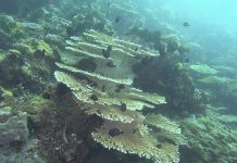 필리핀 투바타하 리프 방문시 필요, 작성 서류들