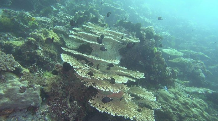 필리핀 투바타하 리프 방문시 필요, 작성 서류들