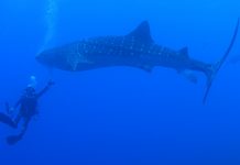 해양생물들과 교감할수 있는 다이버의 자세는?