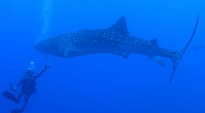 해양생물들과 교감할수 있는 다이버의 자세는?