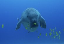 멸종위기 듀공과 함께 스쿠버다이빙 투어 (필리핀 코론, 팔라완 칼라우잇 후기)