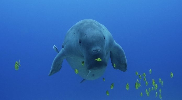 멸종위기 듀공과 함께 스쿠버다이빙 투어 (필리핀 코론, 팔라완 칼라우잇 후기)