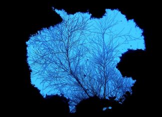 난파선 렉다이빙의 성지, 코론을 가다! (가는방법, 스쿠버 다이빙샵 후기 – 필리핀 팔라완 부수앙가)