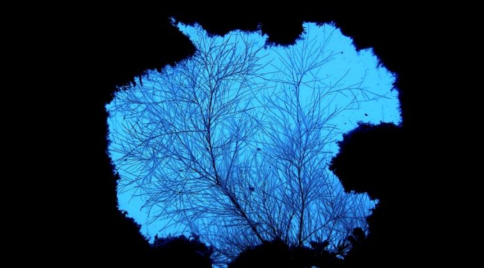 난파선 렉다이빙의 성지, 코론을 가다! (가는방법, 스쿠버 다이빙샵 후기 – 필리핀 팔라완 부수앙가)