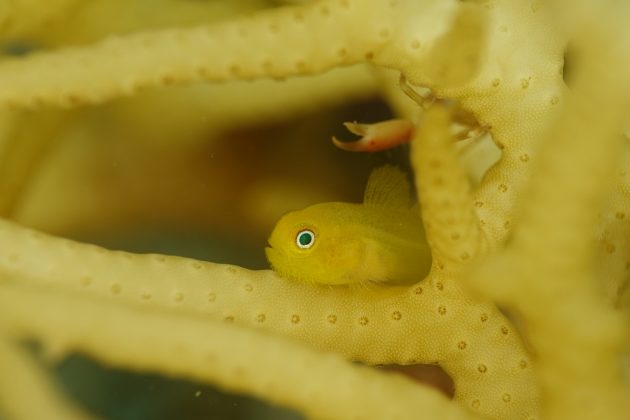 말미잘에 숨어있는 작은 노란 물고기