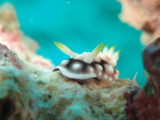 산호에 바다 민달팽이의 클로즈업