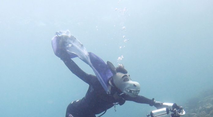 필리핀 아닐라오 다이빙샵 팀씨캣 재방문 후기 (마닐라 근처 스쿠버다이빙 샵)