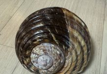 자이언트 툰 – 크기가 큰 대형 바다 달팽이 (Giant Tun)