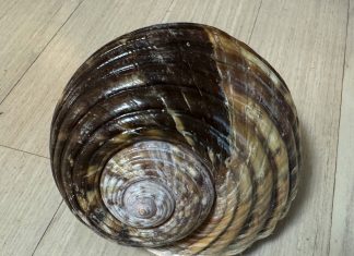 자이언트 툰 – 크기가 큰 대형 바다 달팽이 (Giant Tun)