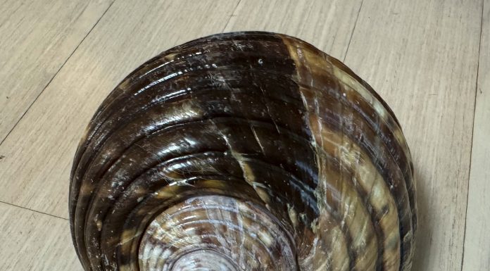 자이언트 툰 – 크기가 큰 대형 바다 달팽이 (Giant Tun)