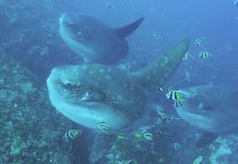 발리 개복치 전문 로컬 다이빙샵, 디스커버리 다이브 후기 – 렘봉안 섬 몰라몰라 세마리 한번에 봤네요.