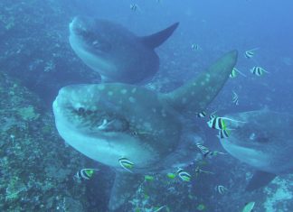 발리 개복치 전문 로컬 다이빙샵, 디스커버리 다이브 후기  – 렘봉안 섬 몰라몰라 세마리 한번에 봤네요.