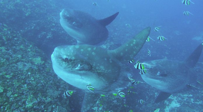 발리 개복치 전문 로컬 다이빙샵, 디스커버리 다이브 후기 – 렘봉안 섬 몰라몰라 세마리 한번에 봤네요.