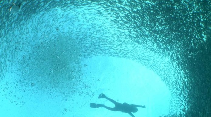 보홀 나팔링 스노클링 이동방법과 비용 및 안전에 주의할점들