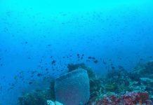 필리핀 사방다이빙 포인트 베르데 및 캐년들은 어떤곳?