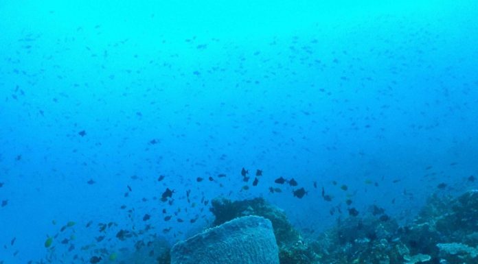 필리핀 사방다이빙 포인트 베르데 및 캐년들은 어떤곳?