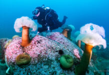 요즘 자주가는 다이빙샵 강원도 고성의 백상어 리조트