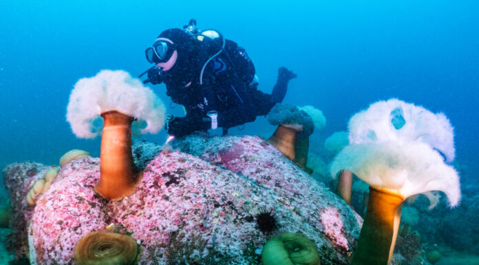 요즘 자주가는 다이빙샵 강원도 고성의 백상어 리조트